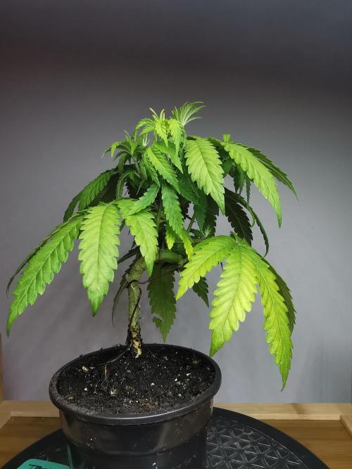 Tropical Spritzer 1 /FC-E4800 /90x60x140. Week 5