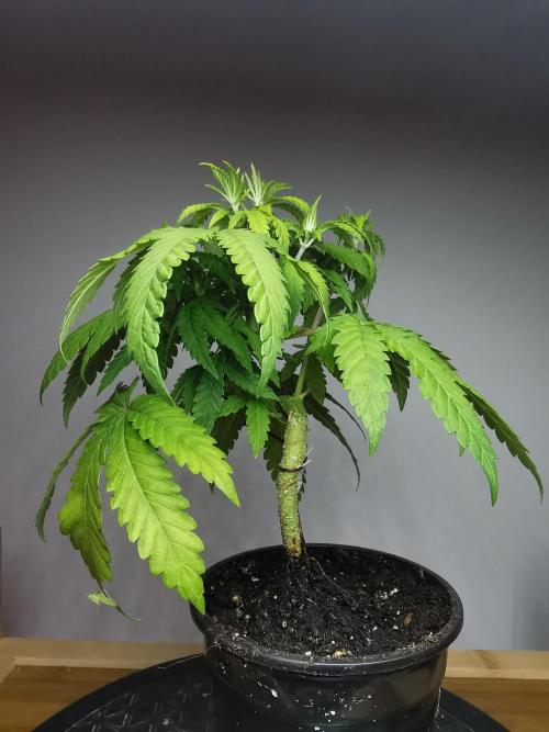 Tropical Spritzer 1 /FC-E4800 /90x60x140. Week 5