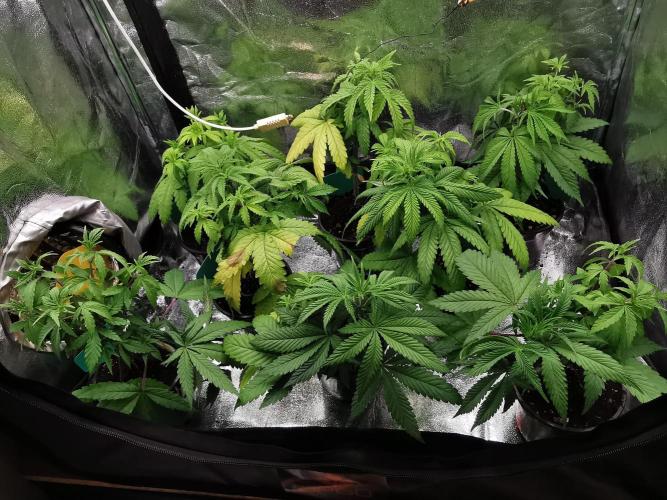 Tropical Spritzer 1 /FC-E4800 /90x60x140. Week 5