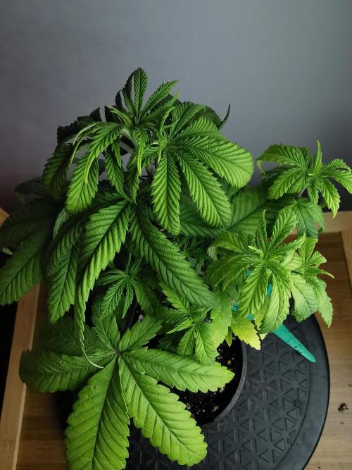 Frappe Late Z  1 / FC-E4800 / 90x60x140. Week 5