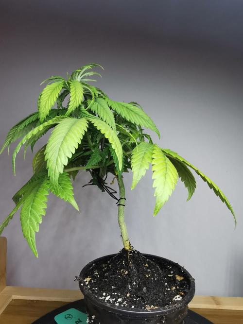 Frappe Late Z  1 / FC-E4800 / 90x60x140. Week 5