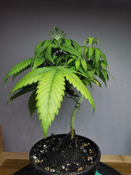 Frappe Late Z  1 / FC-E4800 / 90x60x140. Week 5