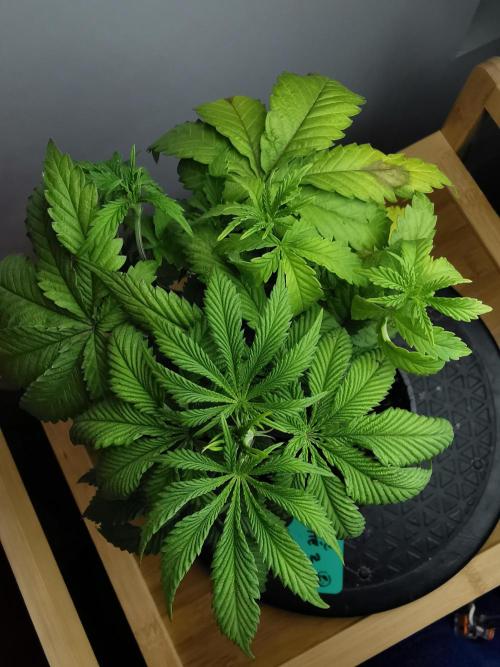 Frappe Late Z  2 / FC-E4800 / 90x60x140. Week 5