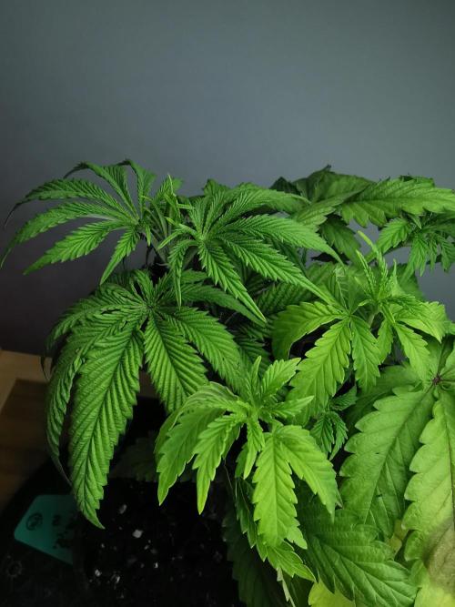 Frappe Late Z  2 / FC-E4800 / 90x60x140. Week 5