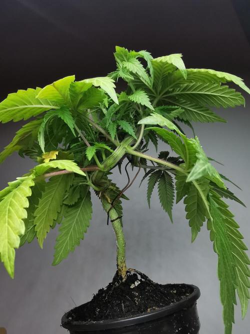 Frappe Late Z  2 / FC-E4800 / 90x60x140. Week 5