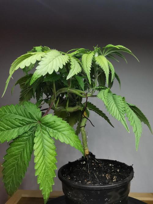 Frappe Late Z  2 / FC-E4800 / 90x60x140. Week 5
