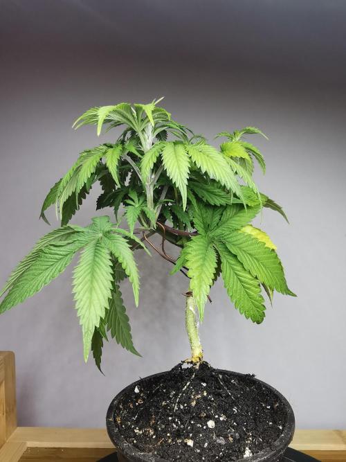 Frappe Late Z  2 / FC-E4800 / 90x60x140. Week 5