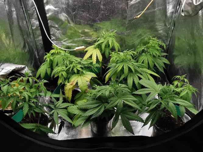 Frappe Late Z  2 / FC-E4800 / 90x60x140. Week 5