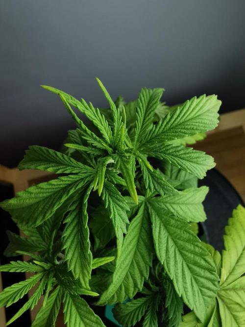 Frappe Late Z  3 / FC-E4800 /90x60x140. Week 5