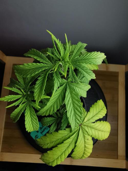 Frappe Late Z  3 / FC-E4800 /90x60x140. Week 5