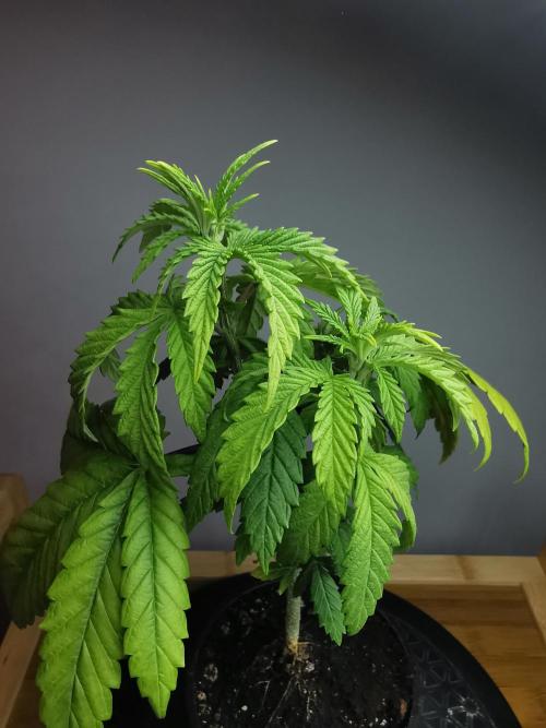 Frappe Late Z  3 / FC-E4800 /90x60x140. Week 5