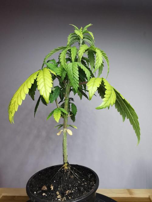 Frappe Late Z  3 / FC-E4800 /90x60x140. Week 5