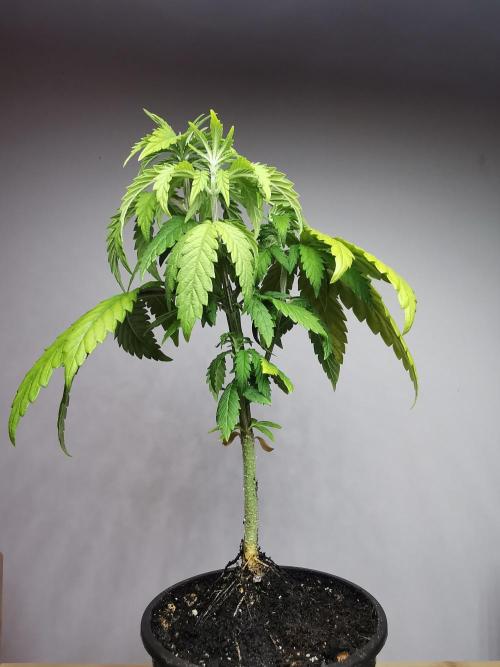 Frappe Late Z  3 / FC-E4800 /90x60x140. Week 5