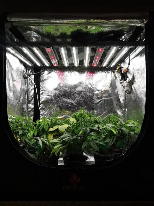 Frappe Late Z  3 / FC-E4800 /90x60x140. Week 5