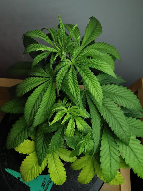 Frappe Late Z  4 / FC-E4800 / 90x60x140. Week 5