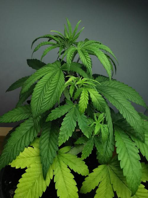 Frappe Late Z  4 / FC-E4800 / 90x60x140. Week 5