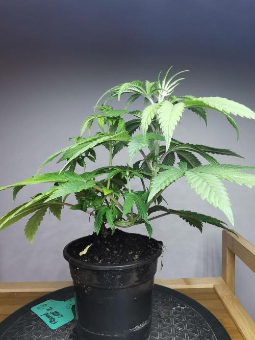 Frappe Late Z  4 / FC-E4800 / 90x60x140. Week 5