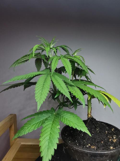 Frappe Late Z  4 / FC-E4800 / 90x60x140. Week 5