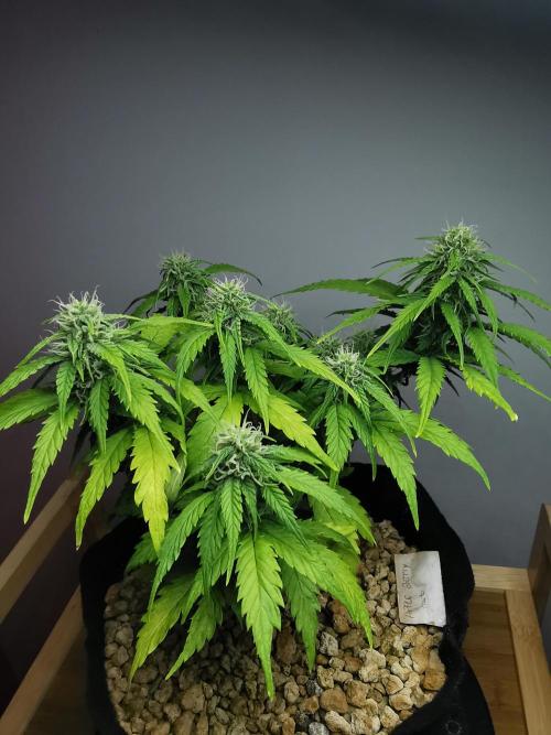 Apple Betty auto / FC-E4800 / 90x60x140. Week 8