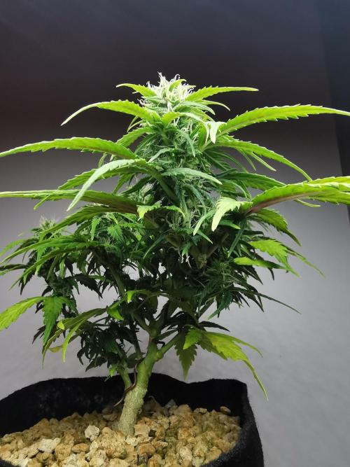 Apple Betty auto / FC-E4800 / 90x60x140. Week 8