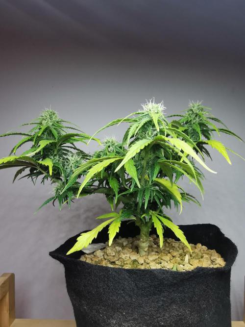 Apple Betty auto / FC-E4800 / 90x60x140. Week 8