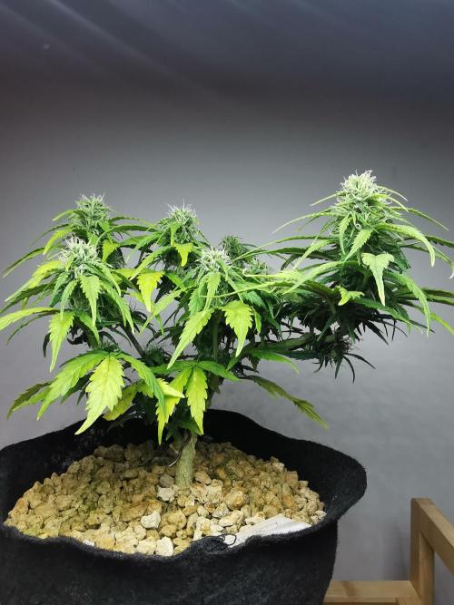 Apple Betty auto / FC-E4800 / 90x60x140. Week 8