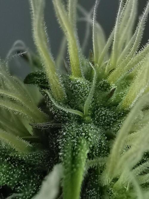 Big Demon auto / FC-E4800 / 90x60x140. Week 8