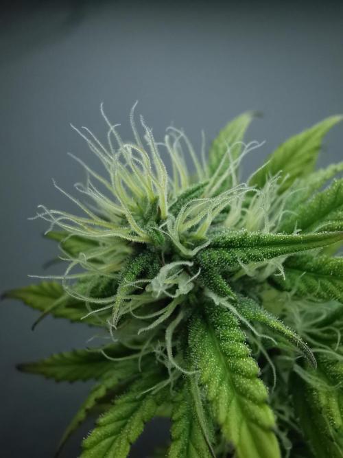 Big Demon auto / FC-E4800 / 90x60x140. Week 8
