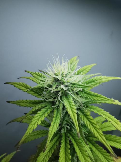 Big Demon auto / FC-E4800 / 90x60x140. Week 8