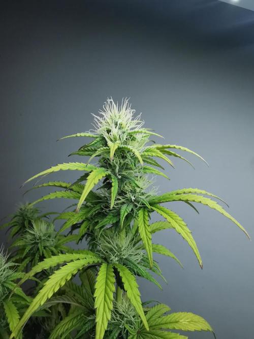 Big Demon auto / FC-E4800 / 90x60x140. Week 8