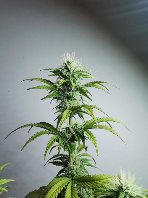 Big Demon auto / FC-E4800 / 90x60x140. Week 8