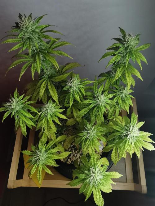 Big Demon auto / FC-E4800 / 90x60x140. Week 8