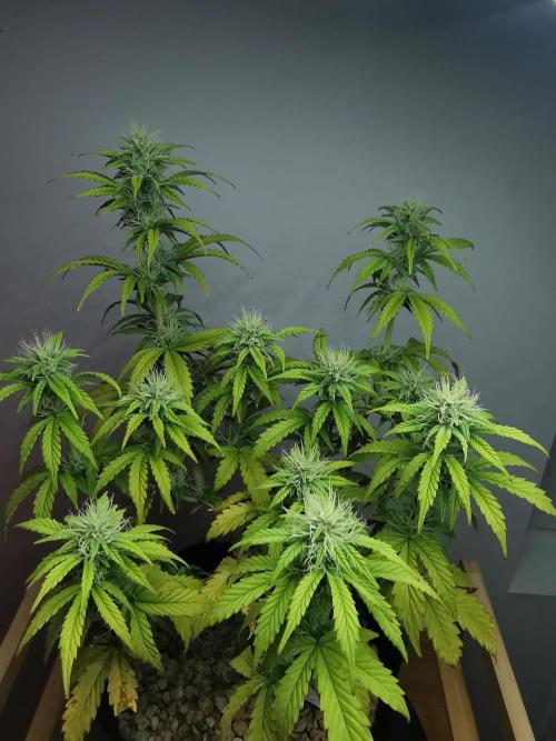 Big Demon auto / FC-E4800 / 90x60x140. Week 8
