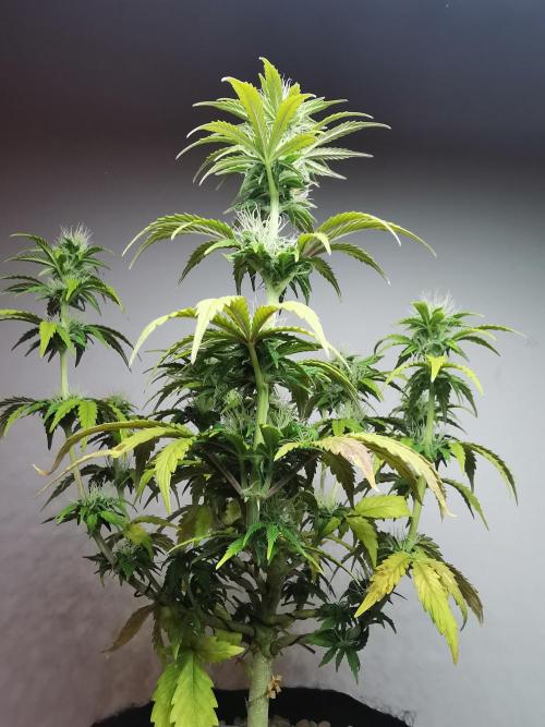 Big Demon auto / FC-E4800 / 90x60x140. Week 8
