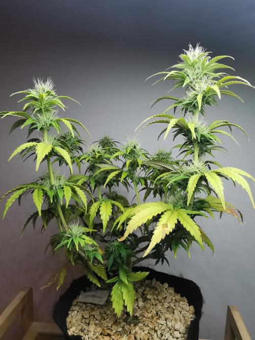 Big Demon auto / FC-E4800 / 90x60x140. Week 8