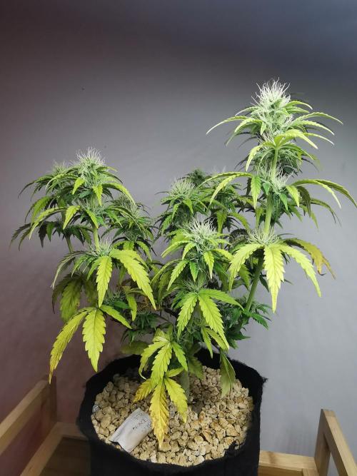Big Demon auto / FC-E4800 / 90x60x140. Week 8