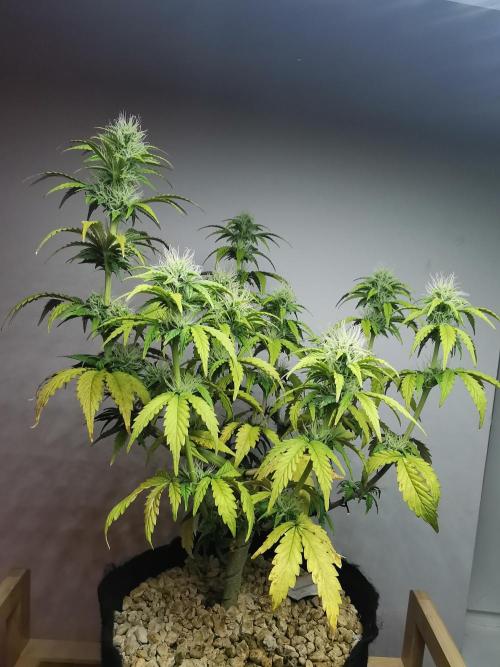 Big Demon auto / FC-E4800 / 90x60x140. Week 8