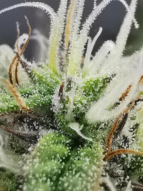 Pablo Escobar auto / FC-E4800 /90x60x140. Week 8