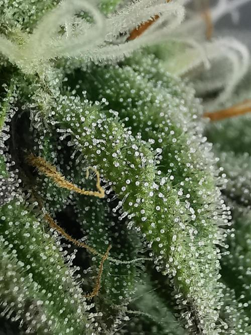 Pablo Escobar auto / FC-E4800 /90x60x140. Week 8