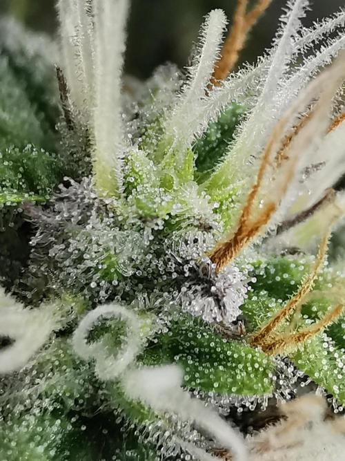 Pablo Escobar auto / FC-E4800 /90x60x140. Week 8