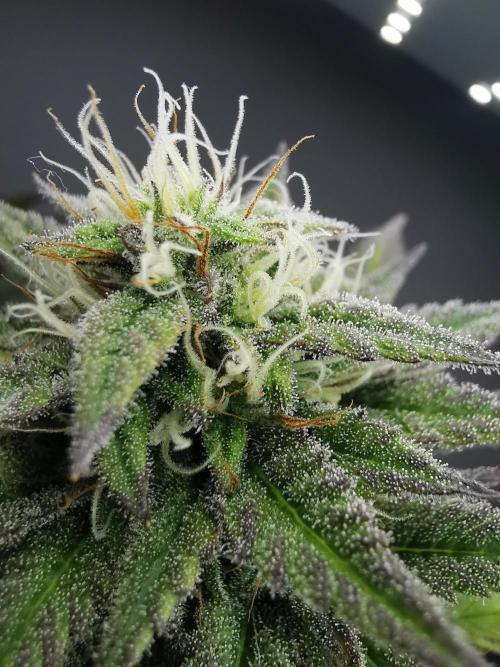 Pablo Escobar auto / FC-E4800 /90x60x140. Week 8