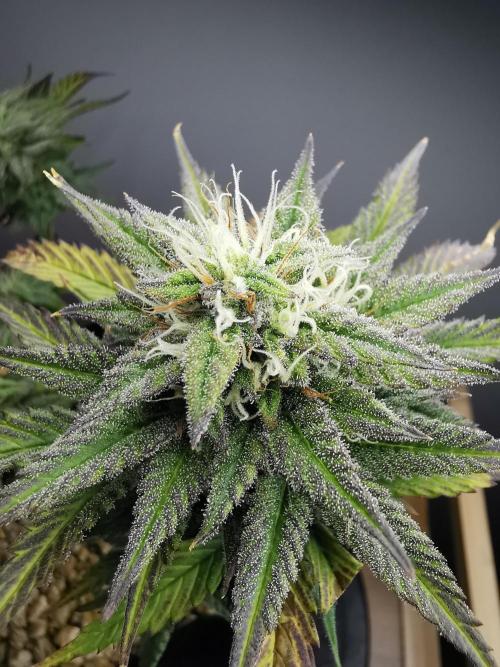 Pablo Escobar auto / FC-E4800 /90x60x140. Week 8