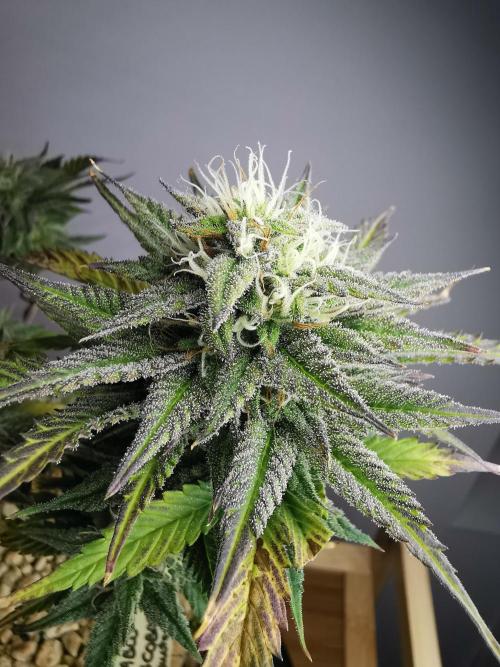 Pablo Escobar auto / FC-E4800 /90x60x140. Week 8