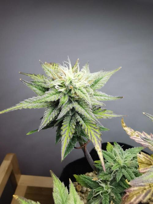 Pablo Escobar auto / FC-E4800 /90x60x140. Week 8