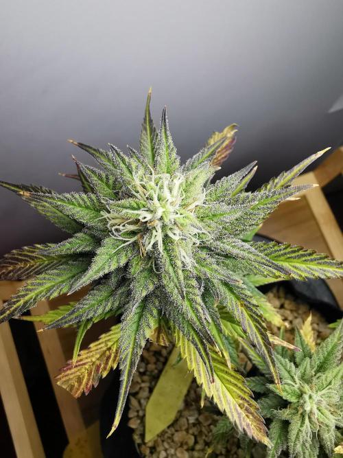 Pablo Escobar auto / FC-E4800 /90x60x140. Week 8