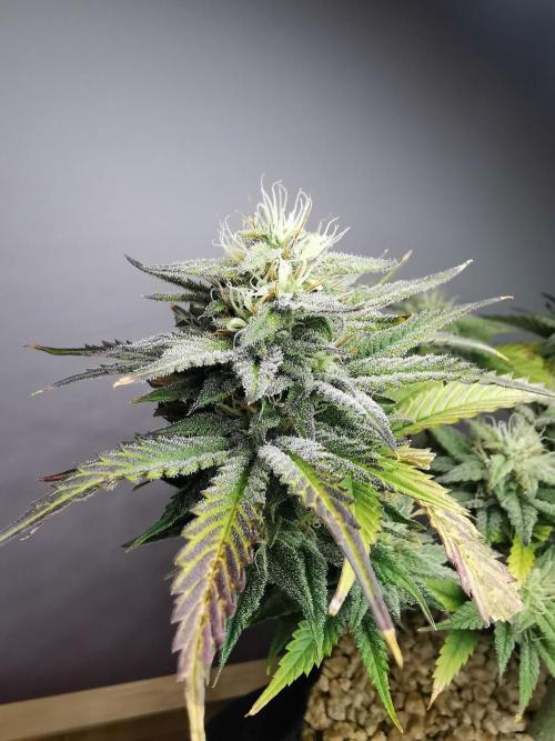 Pablo Escobar auto / FC-E4800 /90x60x140. Week 8