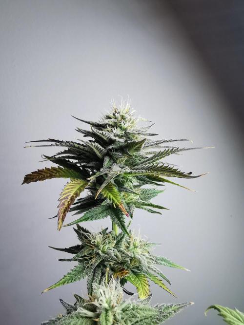 Pablo Escobar auto / FC-E4800 /90x60x140. Week 8