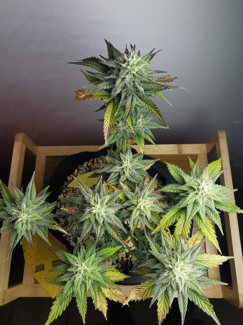 Pablo Escobar auto / FC-E4800 /90x60x140. Week 8