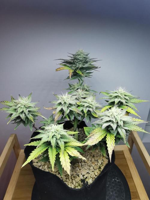 Pablo Escobar auto / FC-E4800 /90x60x140. Week 8