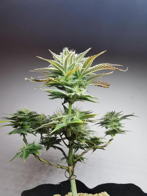 Pablo Escobar auto / FC-E4800 /90x60x140. Week 8